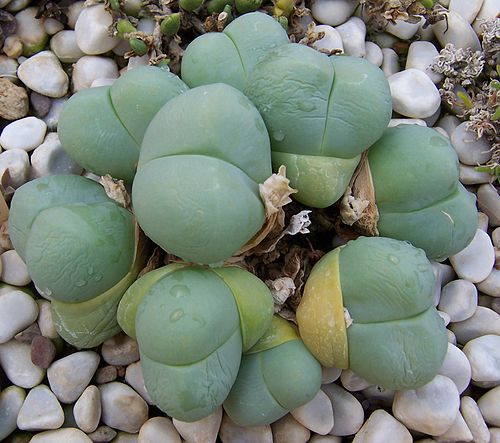 Gibbaeum heathii